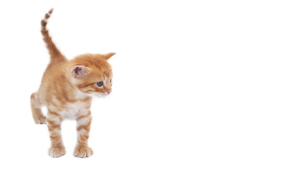 A beautiful orange kitten with blue eyes, five weeks old. Isolated on white background. Banner web.