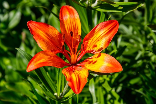 Beautiful orange lily on flowerbed in the garden