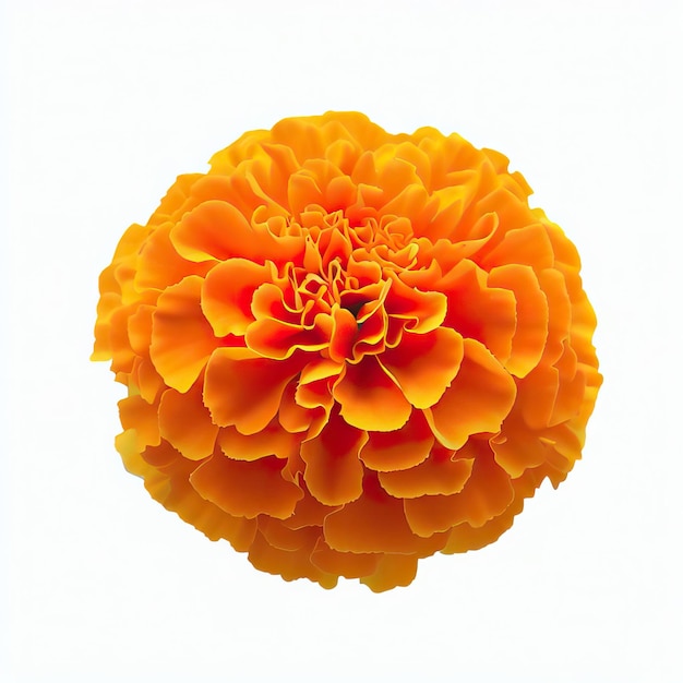 beautiful orange marigold flower isolated on a white background with a clipping path Generative AI