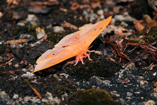 Beautiful Orange Moth on the ground