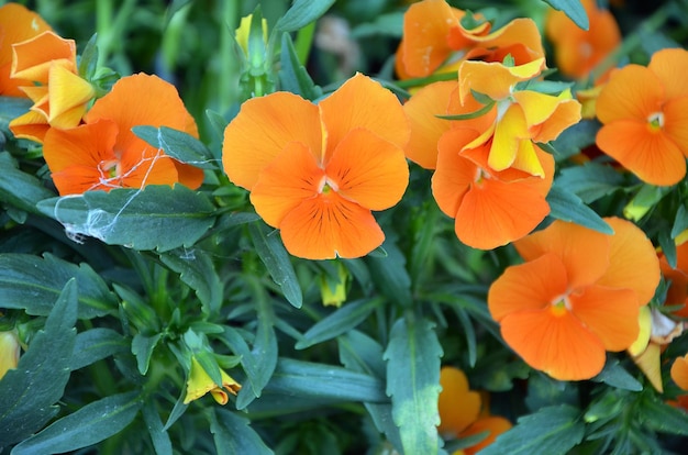 beautiful orange pansy flowers on a flower bed closeup