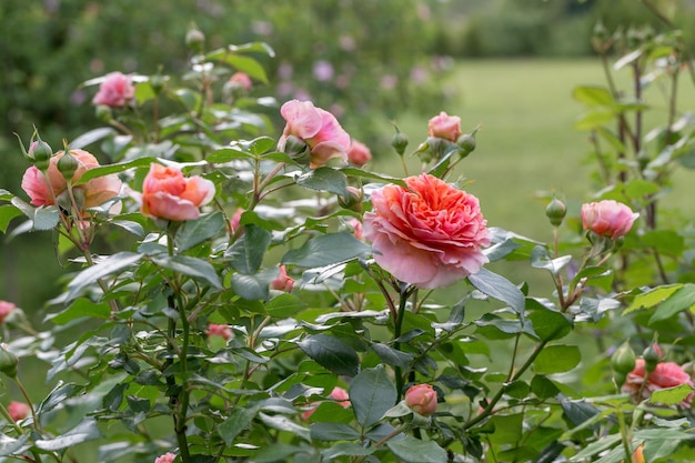 Beautiful orange pink nostalgic rose in a garden after rain