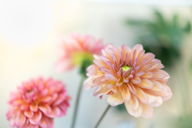 beautiful orange pink yellow Dahlia flower.