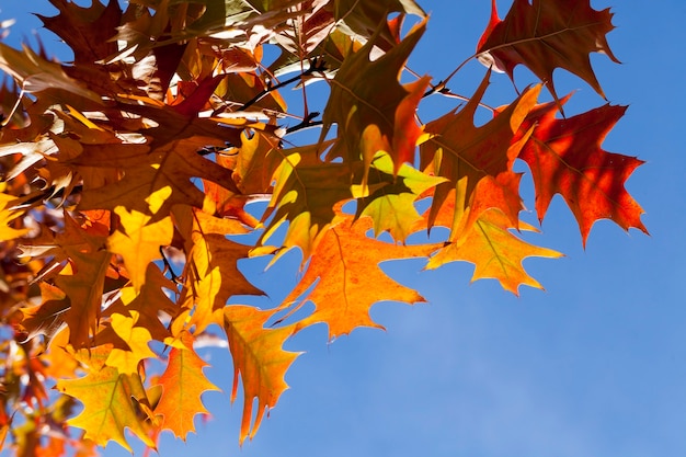 Beautiful orange and red foliage of oak against the blue sky during the autumn leaf fall