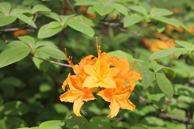 Beautiful orange rodendron on a background of green foliage