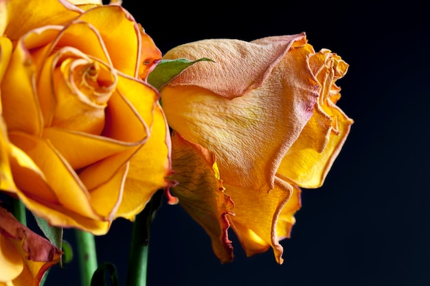 Beautiful orange rose to dry for use as decoration