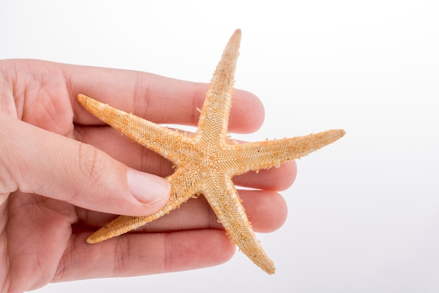 Beautiful orange starfish