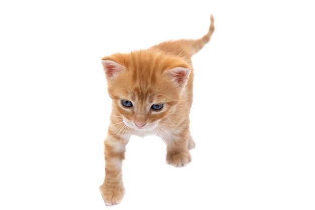 A beautiful orange tabby kitten with blue eyes, five weeks old. Isolated on white background.