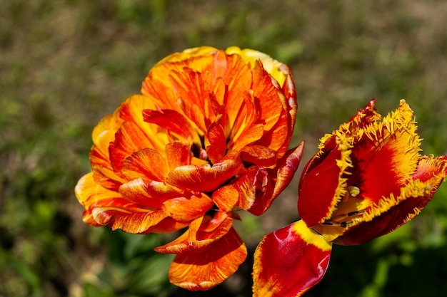 Beautiful orange tulip flower blooming in a garden outdoorsclose up