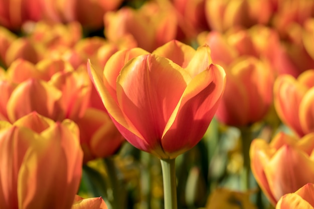 Beautiful orange tulip