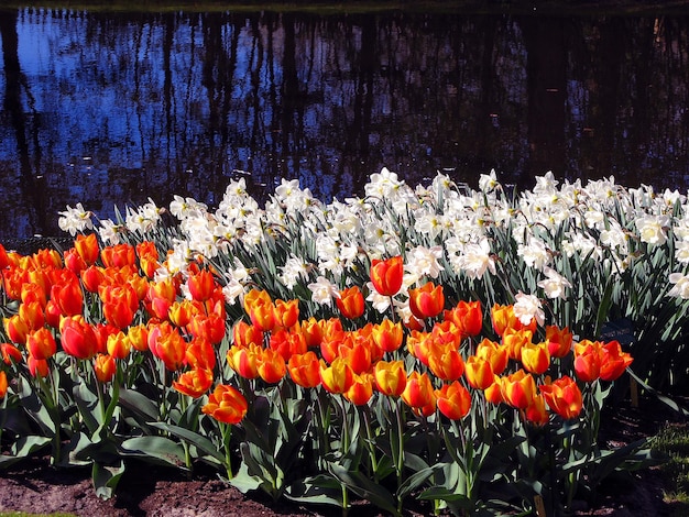 Beautiful orange white spring flowers tulips and daffodils on the water bank reflection, beautiful