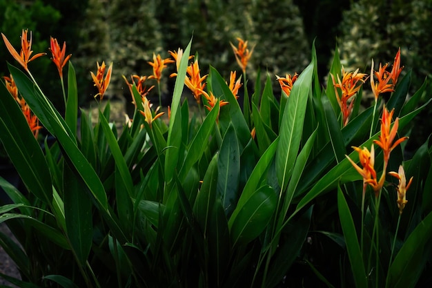 Beautiful orange and yellow heliconia flower with big green leaves in the background Tropical leaves colorful flower on dark tropical foliage nature background dark green foliage