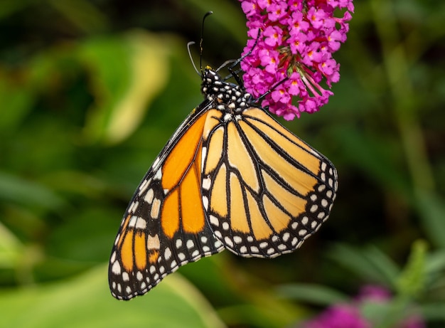 Beautiful orange and yellow monarch butterfly feeding on the plants in a domestic garden