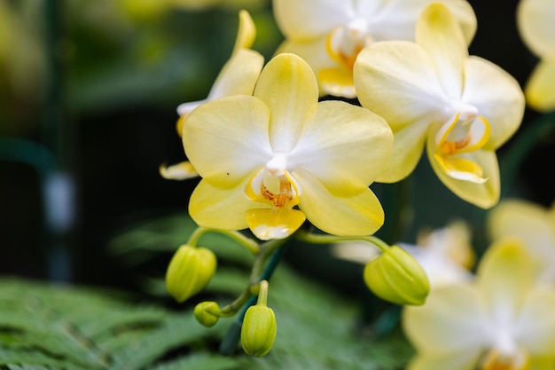 Beautiful orchid flower blooming at spring season