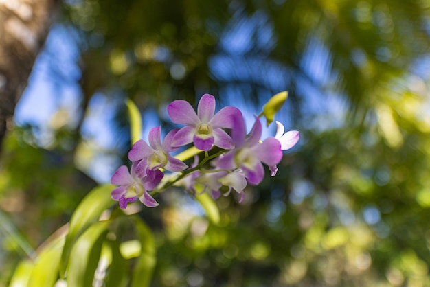 Beautiful orchid flower blooming at tropical garden park. Abstract sunlight dream floral foliage