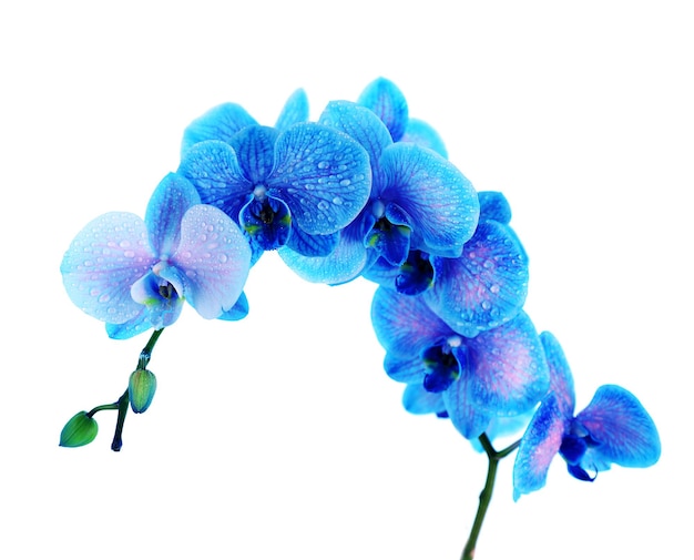 Beautiful orchid flower on blue background