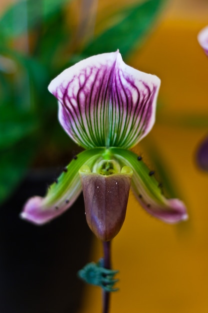 Beautiful orchid flower over blur background in exhibition