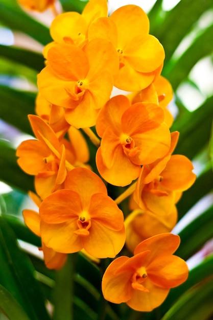 Beautiful orchid flower over blur background in exhibition