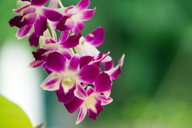 Beautiful orchid flower closeup