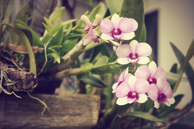 Photo beautiful orchid flower in garden outdoor