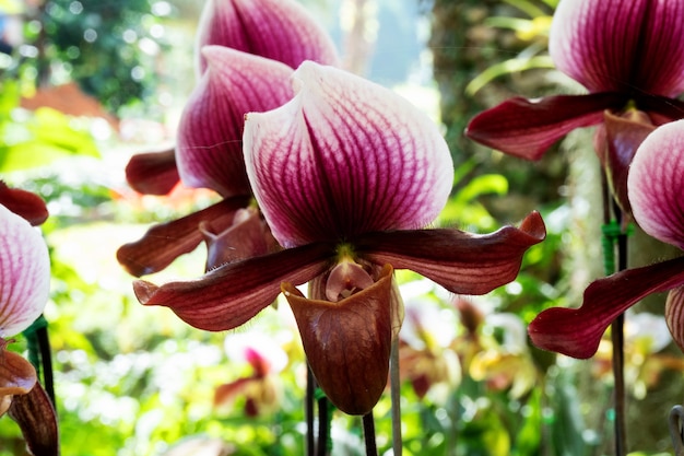 Beautiful orchid flower in the garden