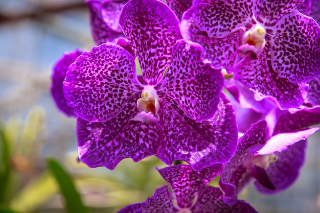 Beautiful orchid flower growing in the garden