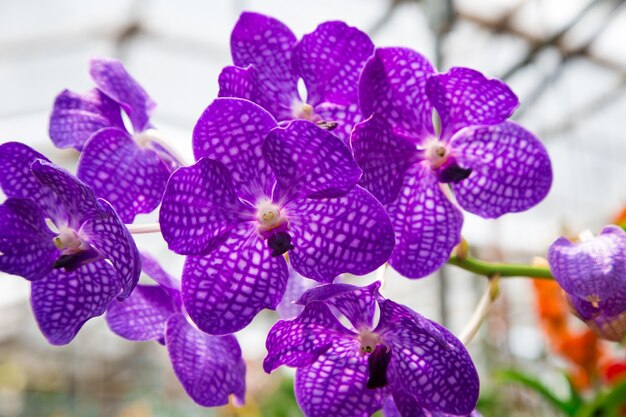 Beautiful orchid flower growing in the garden