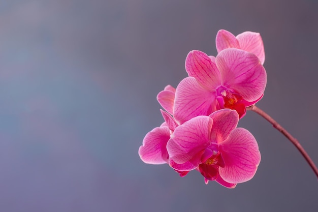 Beautiful orchid flowers on blue background