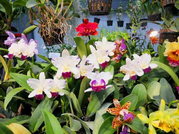 Beautiful orchid flowers closeup