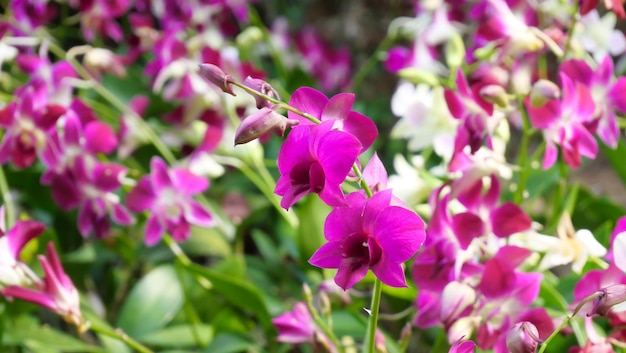 beautiful orchid flowers in garden