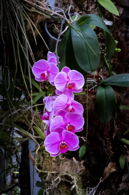 Beautiful orchid flowers growing in an orchidarium under controlled conditions