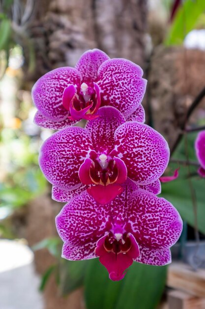 Beautiful orchid flowers growing in an orchidarium under controlled conditions