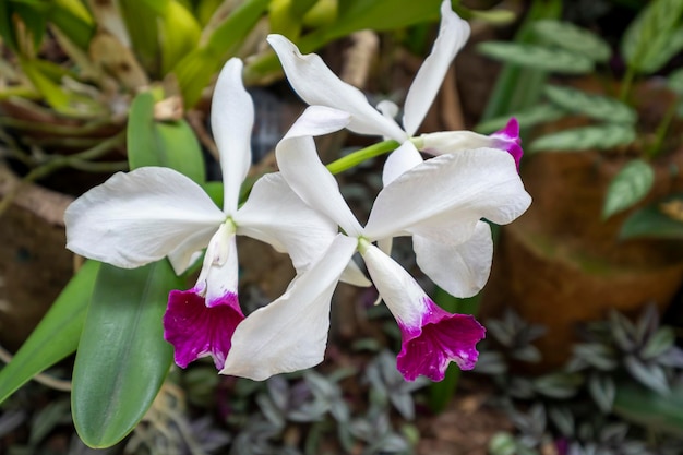 Beautiful orchid flowers growing in an orchidarium under controlled conditions