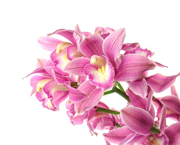 Beautiful orchid flowers on white background