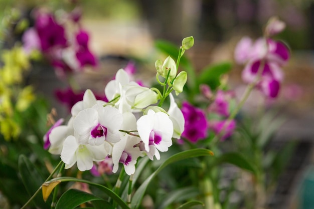 Beautiful orchid flowers