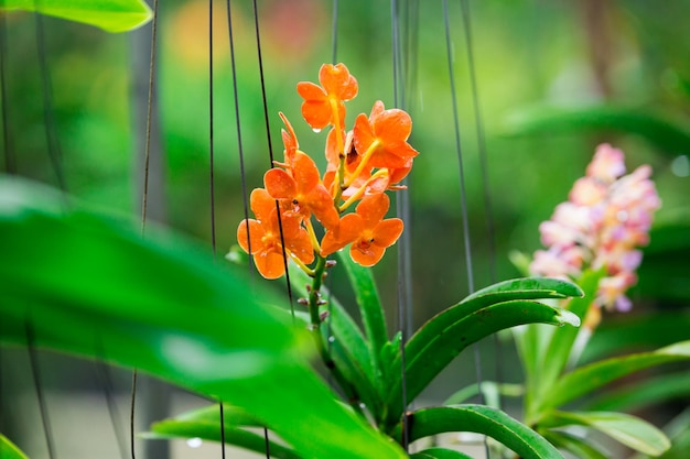 Beautiful orchid flowers