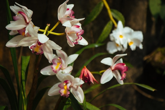 Beautiful orchid in the garden