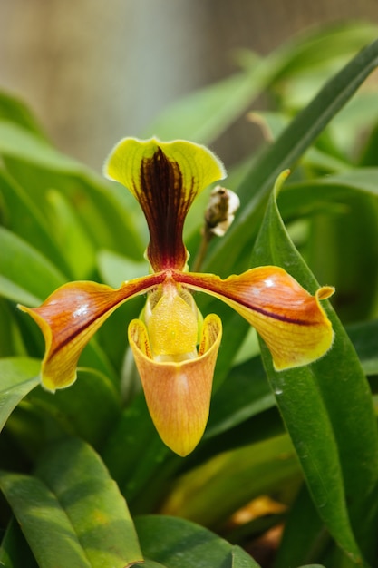 Beautiful orchid in the garden