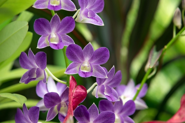 Beautiful orchid on green background