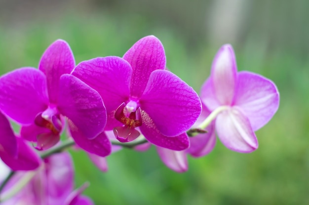 Beautiful orchid on green background