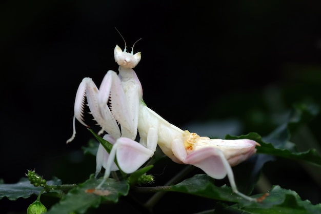 Beautiful orchid mantis on  green leaves