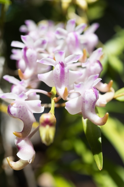 Beautiful orchid with soft smell on in garden, Rhynchostylis coelestis