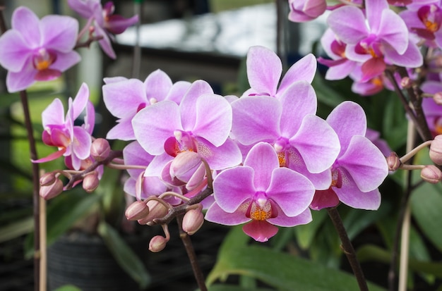 Beautiful orchid 