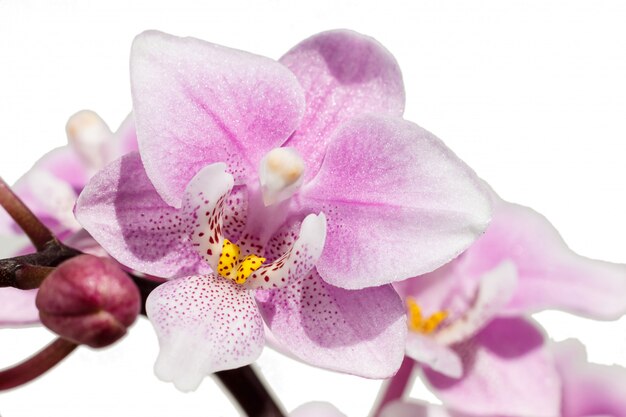 Beautiful  orchids of different colors. Phalaenopsis hybrids. 