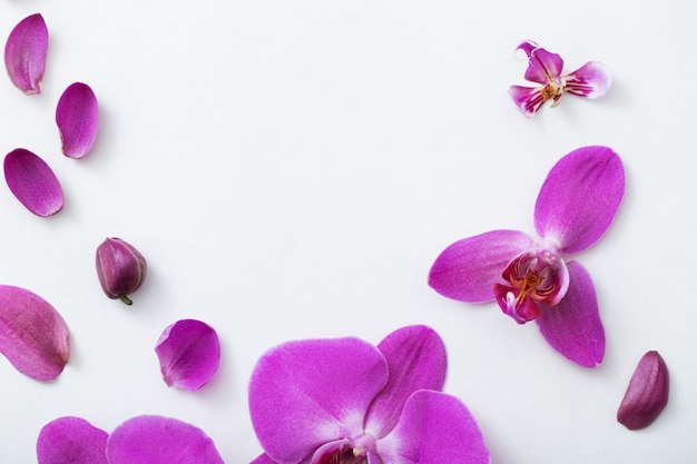 Beautiful orchids on white background