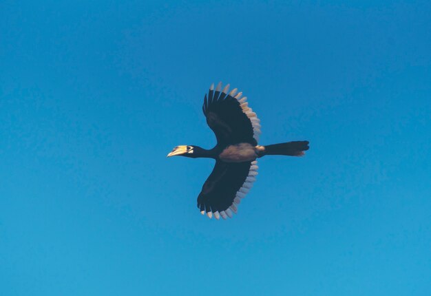 Beautiful Oriental pied hornbill (Anthracoceros albirostris) free flying under the sky