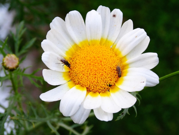 Beautiful oxeye daisy flower