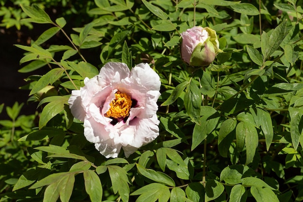 Beautiful Paeonia suffruticosa flower growing in the spring garden