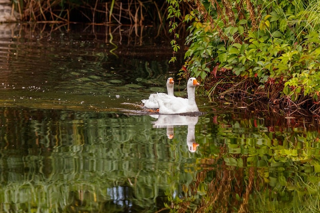 Beautiful pair of geese floating on water