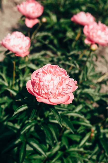 Beautiful pale pink peony flowers close up in the garden